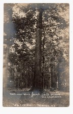 EXRARE FIRST VISION JOSEPH SMITH ORIGINAL PHOTOGRAPH MORMON PALMYRA SACRED GROVE