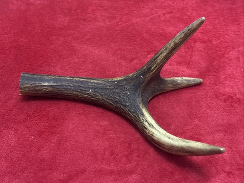 One piece deer antler - one, of