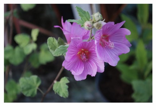 Tree mallow lavatera rosea - lavatera,