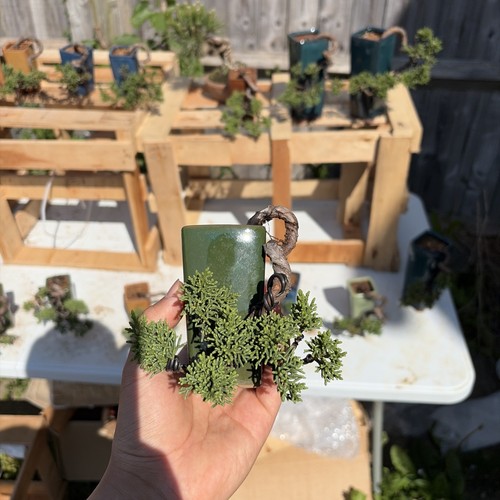 Cascade juniper bonsai - juniper,