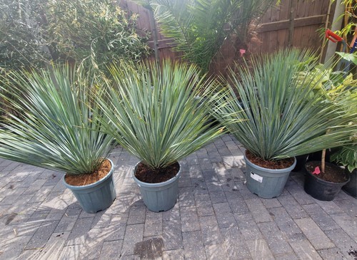 Yucca rostrata blue - rostrata, swan