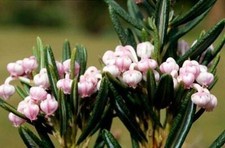 3 PACK (9cm Pots) Shrub - Andromeda Compacta Bog Rosemary Low Dwarf Evergreen