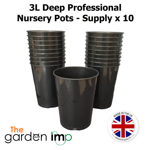Deep rose plant - pots, tall