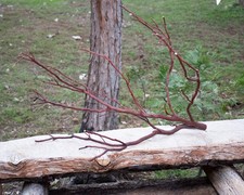 Manzanita Thin Branch for
