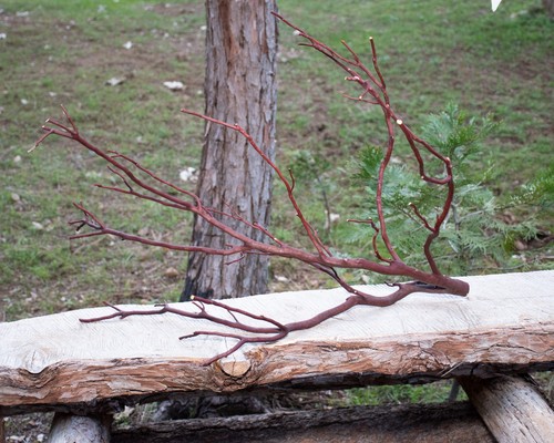 Manzanita thin branch for - manzanita,