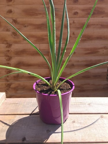 Medium yucca plant - medium,