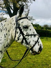 Complete Mexican Grackle