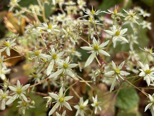Saxifraga fortunei blackberry - fortunei, 'blackberry
