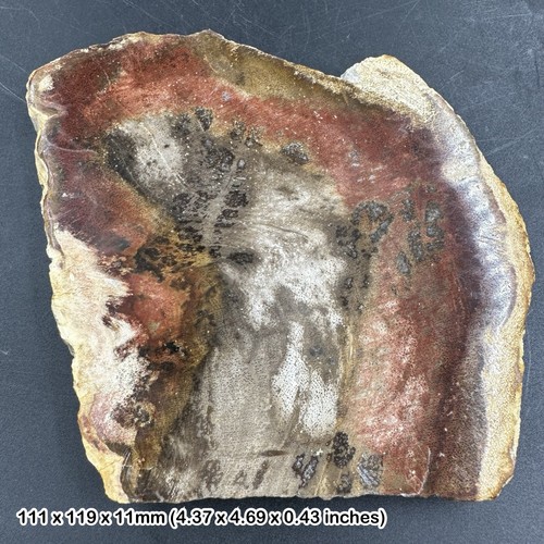 Polished tree petrified wood