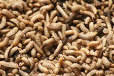 200 x Genuine UK Grown Live