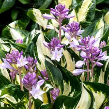 Hosta Fire and Ice - Plantain Lily | Deciduous Herbaceous Potted Garden Shrub