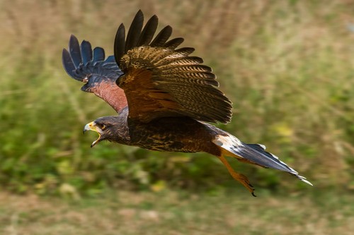 Harris hawk flight - hawk,