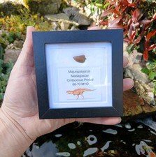 Fossil Majungasaur Tooth  Dinosaur Fossil Teeth Majungasaurus 18mm Cretaceous