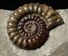 Large calcite Promicroceras ammonite fossil display piece (29mm)