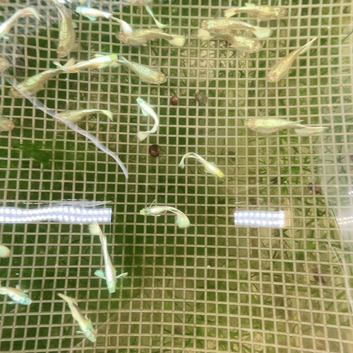 Live guppy fry german - 10+2,
