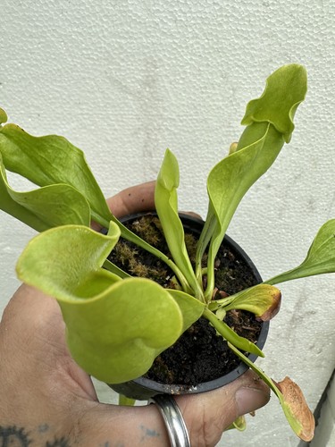Sarracenia purpurea - sarracenia,