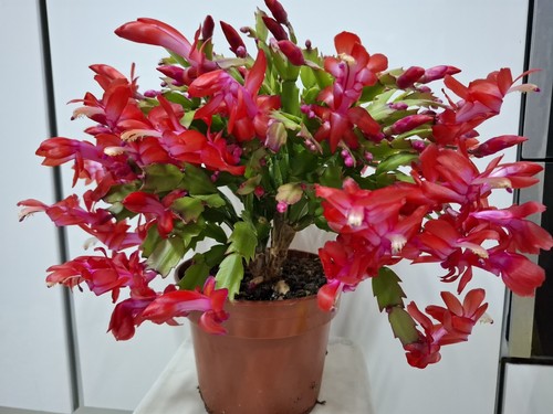 Red pink christmas cactus - red/pink,