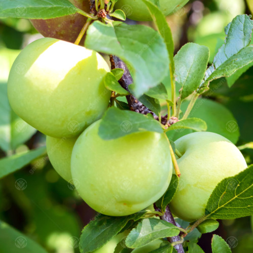 Organic seed gage - old, plum