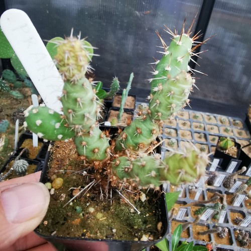 Opuntia fragilis praha - fragilis,