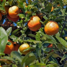 Rangpur Lime Half-Hardy Tree