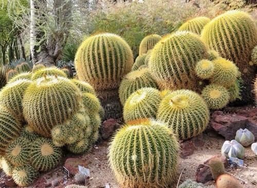 Golden barrel cactus seeds - 25,
