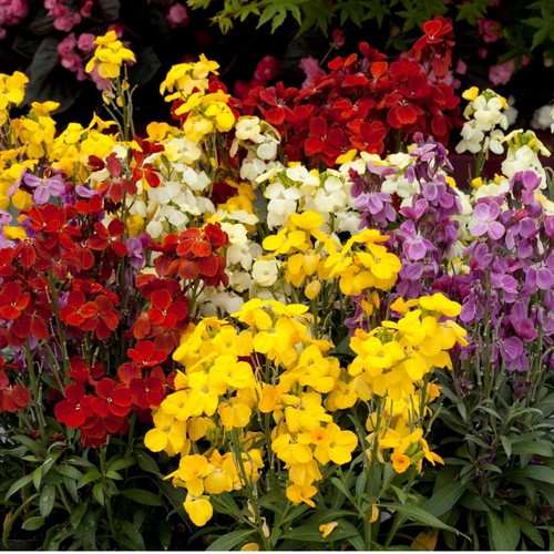 Wallflower sugar rush - wallflower, mix