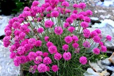 5x Armeria Maritima Splendens