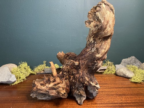 Manzanita driftwood - 13”,