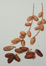 Vintage 1975 Dates On A Branch