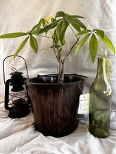 Early Primitive Wooden Water