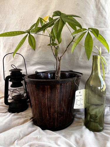 Early primitive wooden water - primitive,