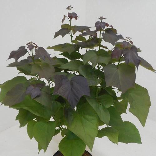 Purple leaved indian - purple, tree