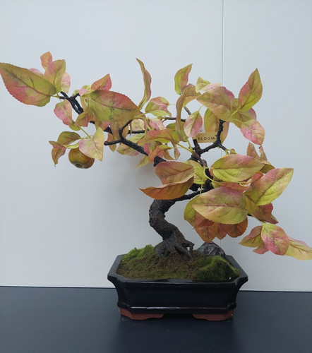 Bloom faux bonsai style apple - faux,