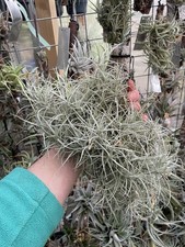 Tillandsia marconae airplant - tillandsia,