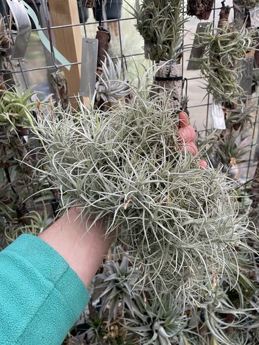 Tillandsia marconae airplant - marconae,