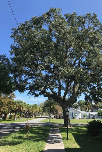 Southern live oak acorns - live,
