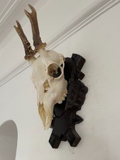 Antlers on top half of skull of Roe Deer 335 Real Taxidermy mounted horns