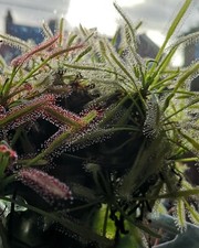 Cape Sundew - Carnivorous
