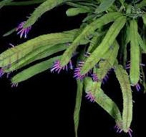 Pseudorhipsalis formerly - pseudorhipsalis, (formerly