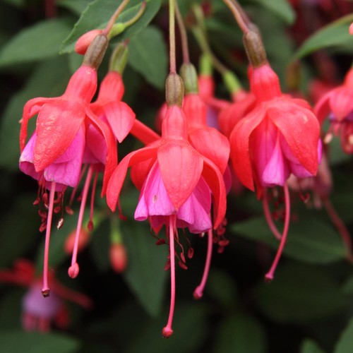 Fuchsia son thumb plants - of,