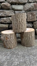 Rustic small ash tree stumps