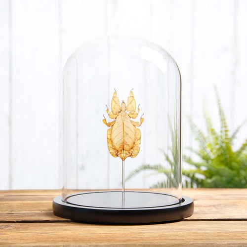 Gray leaf taxidermy insect - leaf,