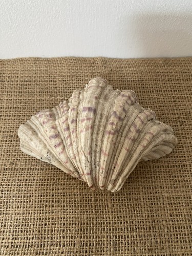 Bear paw clam sea shell - clam,