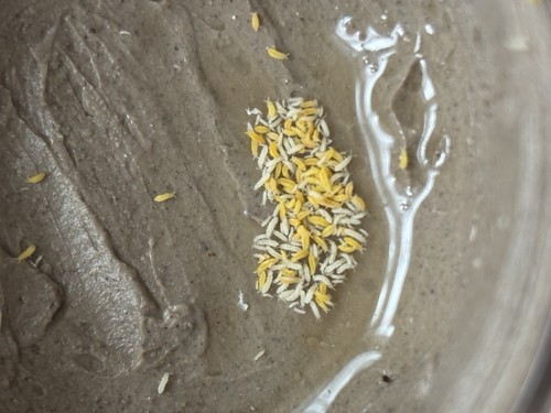 Ceratophysella isabellae - ceratophysella,