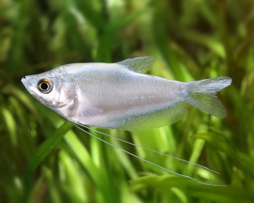 Moonlight gourami freshwater - moonlight,