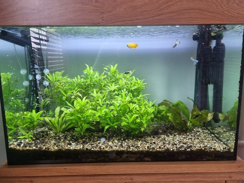 Aqua one oakstyle - aqua, 145