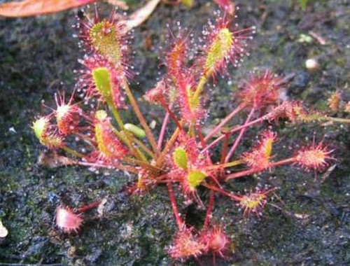 Drosera anglica seeds - 10,
