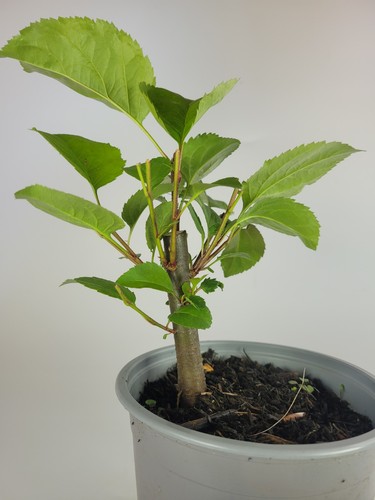 Flowering crab apple bonsai - apple,