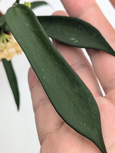 Hoya pandurata node - hoya, 1-node,
