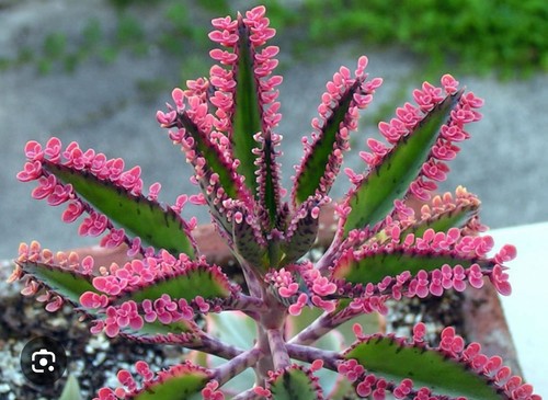 Kalanchoe daigremontiana pink - kalanchoe,